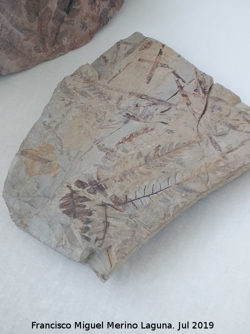 Planta Dactiloteca - Planta Dactiloteca. Ciudad de las Ciencias - Valencia