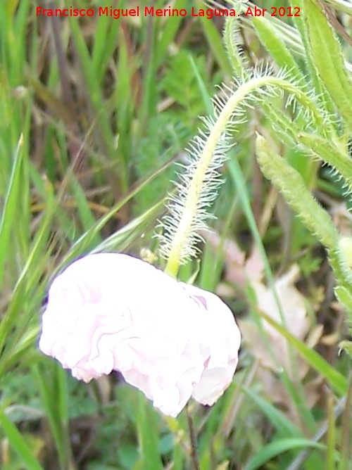 Adormidera - Adormidera. Castillejo - Crcheles
