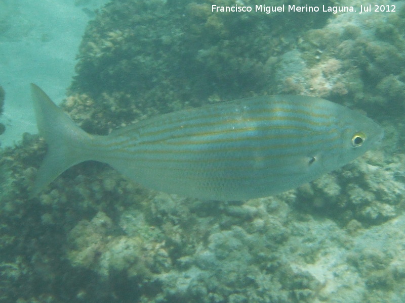 Pez Salmena - Pez Salmena. Isla de Tabarca - Alicante