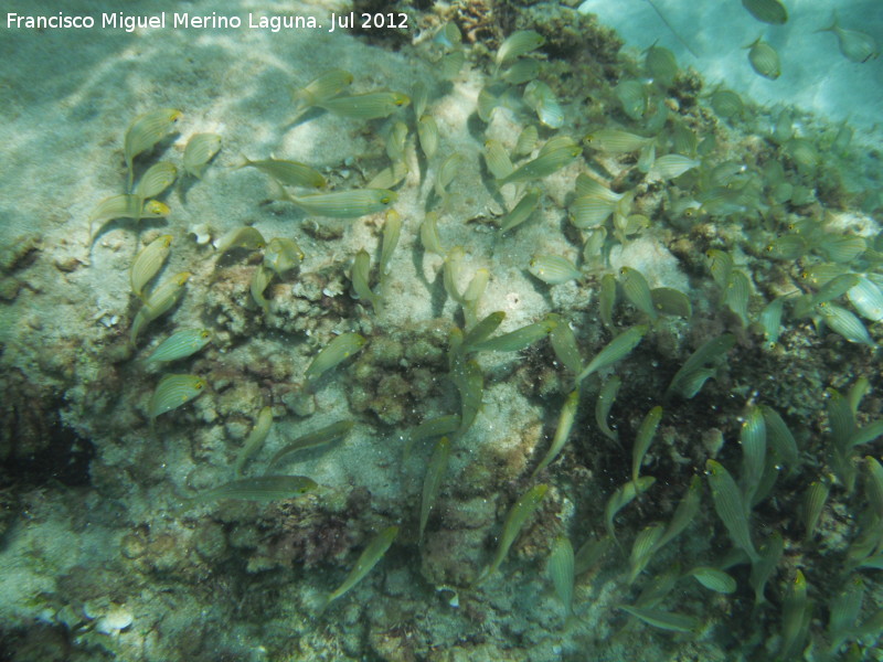 Pez Salmena - Pez Salmena. Alevines. Isla de Tabarca - Alicante