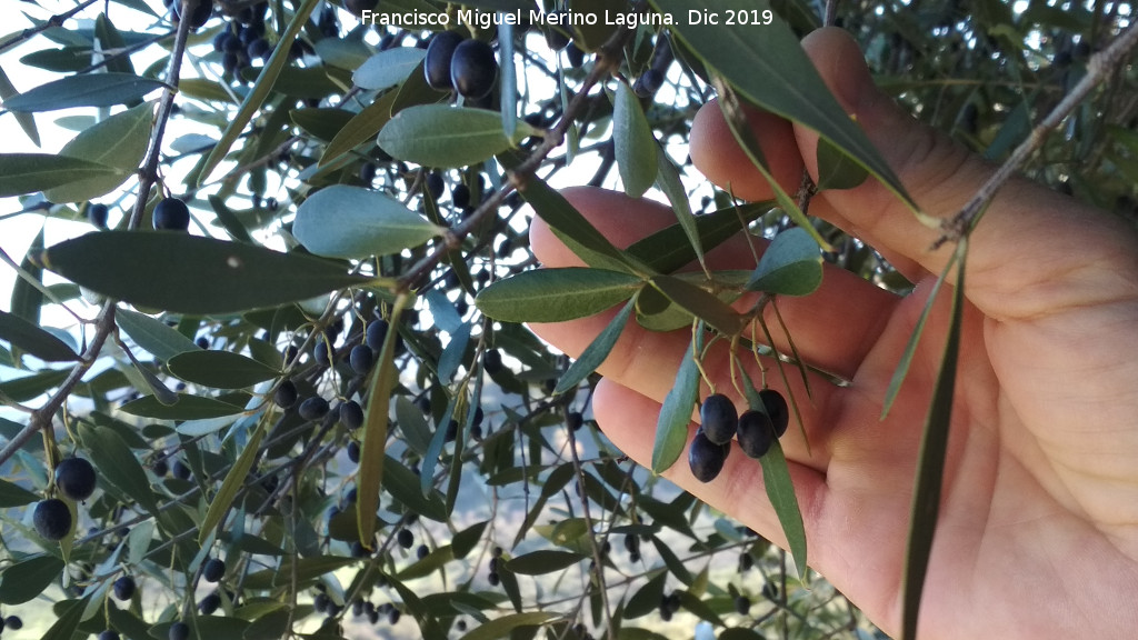 Acebuche - Acebuche. Abrigo del Almendro - Jan