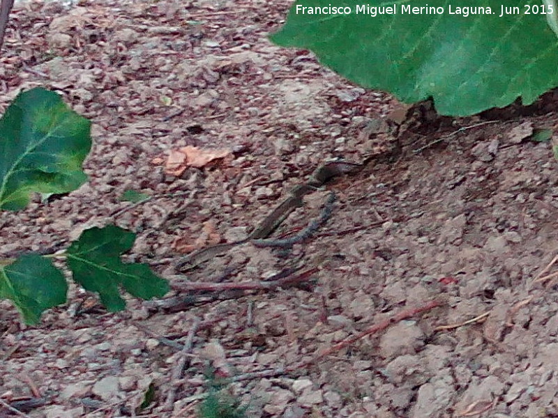 Culebra de escalera - Culebra de escalera. Ro Fro - Los Villares