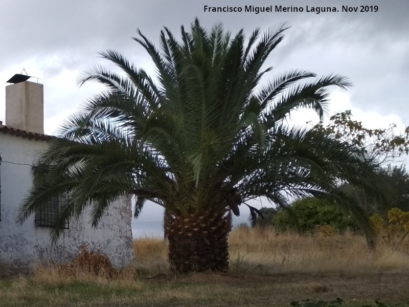 Palmera datilera - Palmera datilera. Venta Nueva - Santa Elena