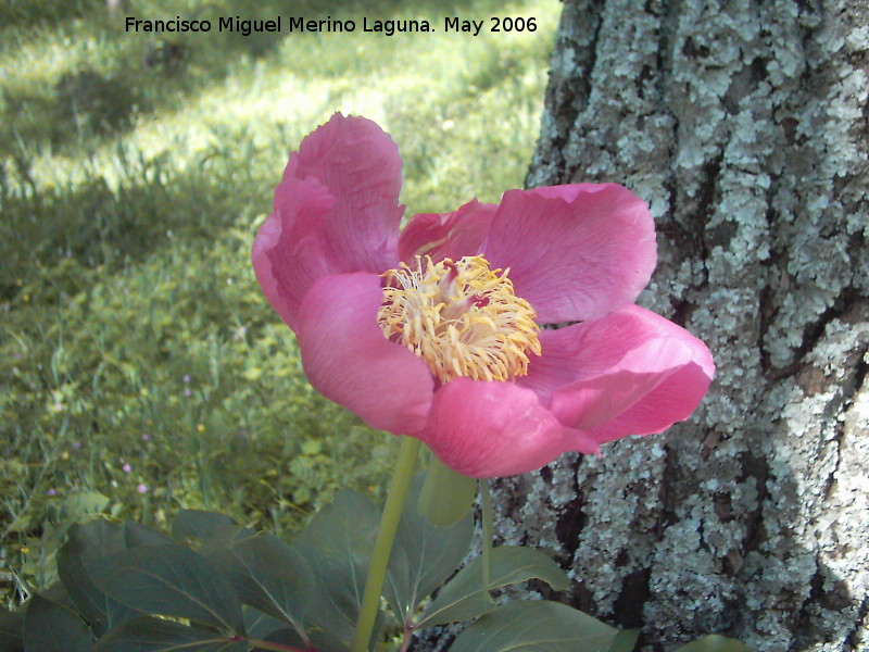 Peona - Peona. Caada de las Hazadillas (Jan)
