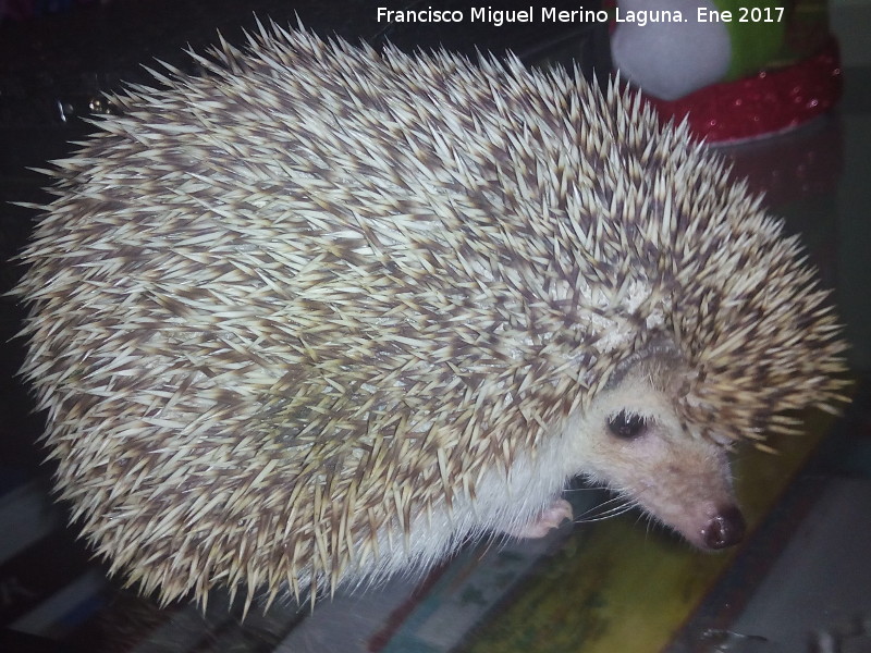 Erizo de vientre blanco - Erizo de vientre blanco. Navas de San Juan