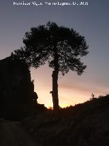 Estrecho de los Perales - Cazorla Pino laricio - Pinus nigra. Estrecho de los Perales - Cazorla