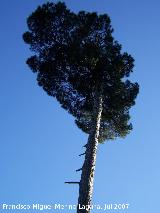 Pino laricio - Pinus nigra. Segura