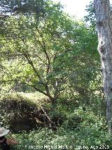 Ha perdido el suelo y tiene sus raíces al aire. Prado Maguillo - Santiago Pontones Noguera - Juglans regia. Ha perdido el suelo y tiene sus raíces al aire. Prado Maguillo - Santiago Pontones