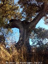 Cortijo del Fondo de las Caserías de San Isidro - Alcalá la Real Quejigo - Quercus faginea. Cortijo del Fondo de las Caserías de San Isidro - Alcalá la Real