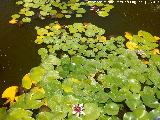 Nenfar rosado - Nymphaea tetragona. La Granja - Jan