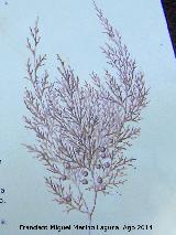 Sabina mora - Juniperus phoenicea. Dibujo