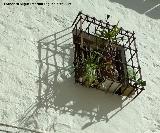 Rejera de rosetas. Calle Gins Gmez - beda