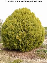 Tuya - Thuja orientalis. Rus