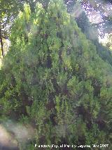 Tuya - Thuja orientalis. Crdoba