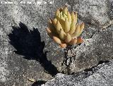 Ua de gato - Sedum sediforme. Jan