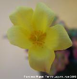 Verdolaga - Portulaca sp. Los Villares