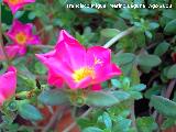 Verdolaga - Portulaca sp. Navas de San Juan