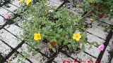 Verdolaga - Portulaca sp. Invernadero en Jan