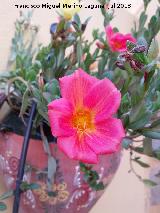 Verdolaga - Portulaca sp. Flor