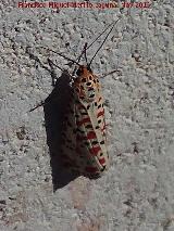 Estación de Espeluy Polilla Nomeolvides - Utetheisa pulchella. Estación de Espeluy