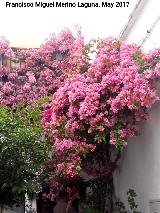 Buganvilla - Bougainvillea glabra. Crdoba