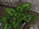 Ciclamen - Cyclamen persicum. Jan
