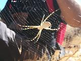 Cañón de la Tinaja - Jaén Araña tigre - Argiope lobata pallas. Cañón de la Tinaja - Jaén