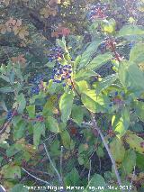 Durillo - Viburnum tinus. Baizuela - Torredelcampo