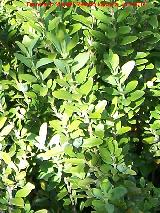 La Hoya - Jaén Boj - Buxus sempervirens. La Hoya - Jaén