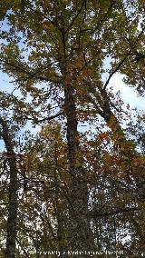 Roble melojo - Quercus pyrenaica. Aldeaquemada