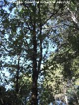 Roble melojo - Quercus pyrenaica. Cerro El Morretn - Santiago Pontones