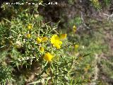 Benalmádena Aliaga - Genista scorpius. Benalmádena