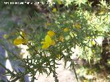 Benalmádena Aliaga - Genista scorpius. Benalmádena