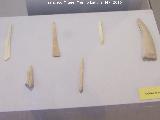 Musero Arqueológico de Galera Herramientas de hueso prehistóricas. Musero Arqueológico de Galera