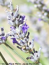 Las Castañetas - Villacarrillo Alhucema - Lavandula latifolia. Las Castañetas - Villacarrillo