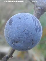 Endrino - Prunus spinosa. Fruto. Los Villares
