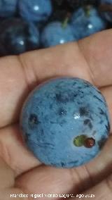 Endrino - Prunus spinosa. Endrina. Los Villares