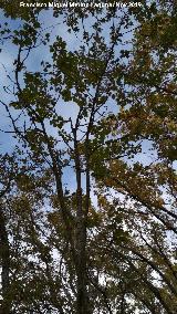 Mostajo - Sorbus torminalis. Aldeaquemada