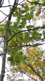 Mostajo - Sorbus torminalis. Hojas. Aldeaquemada