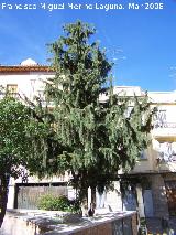 Jaén Cedro del Himalaya - Cedrus deodara. Jaén