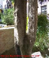Jaén Cedro del Himalaya - Cedrus deodara. Jaén