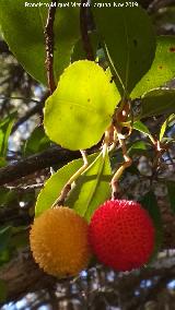 Madroo - Arbutus unedo. Frutos. Corral de los Toros - Aldeaquemada