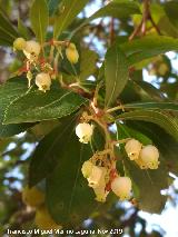 Madroo - Arbutus unedo. Flores. Corral de los Toros - Aldeaquemada