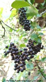Zarzaparrilla - Smilax aspera. Frutos. La Veleta - Los Villares