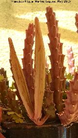 Cactus Flor de Lagarto - Stapelia variegata. Fruto. Los Villares