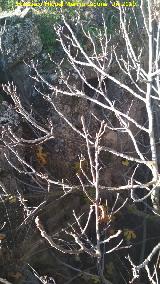 Castelln de Caviedes. Abertura en la pared del hueco con rbol