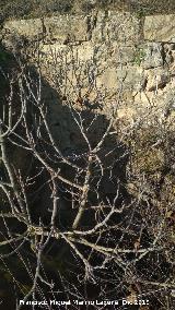 Castelln de Caviedes. Pared de sillera del hueco con rbol