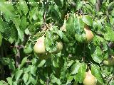 Peral - Pyrus communis. Arroyo Padilla - Jan
