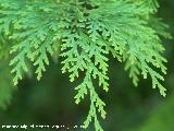 Cazorla Cedro blanco - Chamaecyparis lawsoniana. Cazorla
