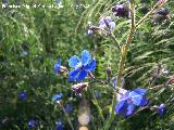 Lengua de buey - Anchusa azurea. Navas de San Juan